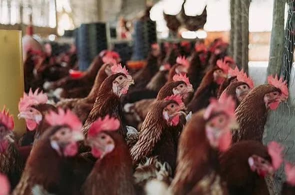 Ayam Ras Petelur Afkir Hidup - foto 1