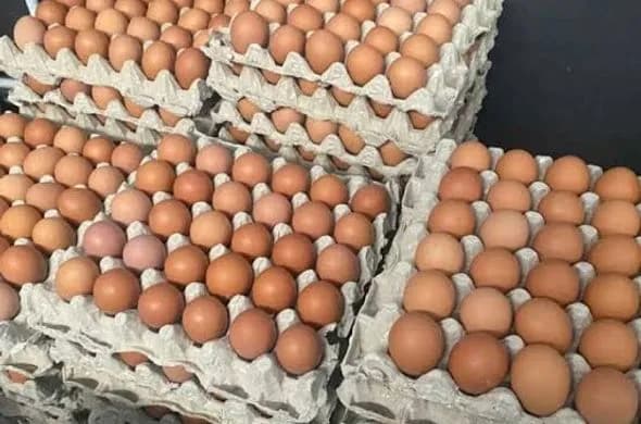 Telur - foto 1