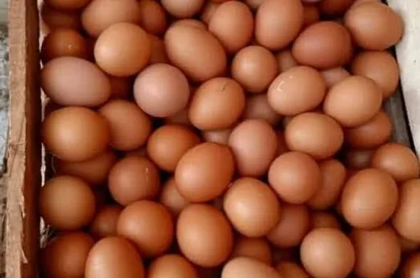 Telur thumbnail 2