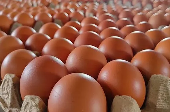 Telur thumbnail 3