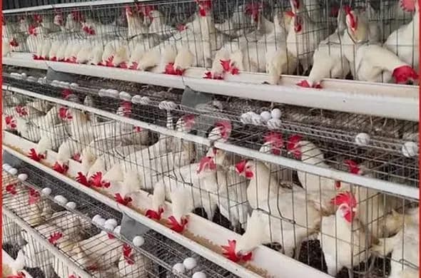 Ayam Ras Petelur Afkir Hidup thumbnail 3