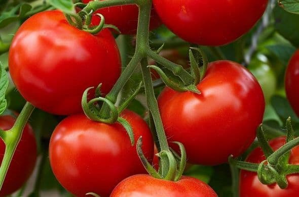 Tomat Merah - foto 1
